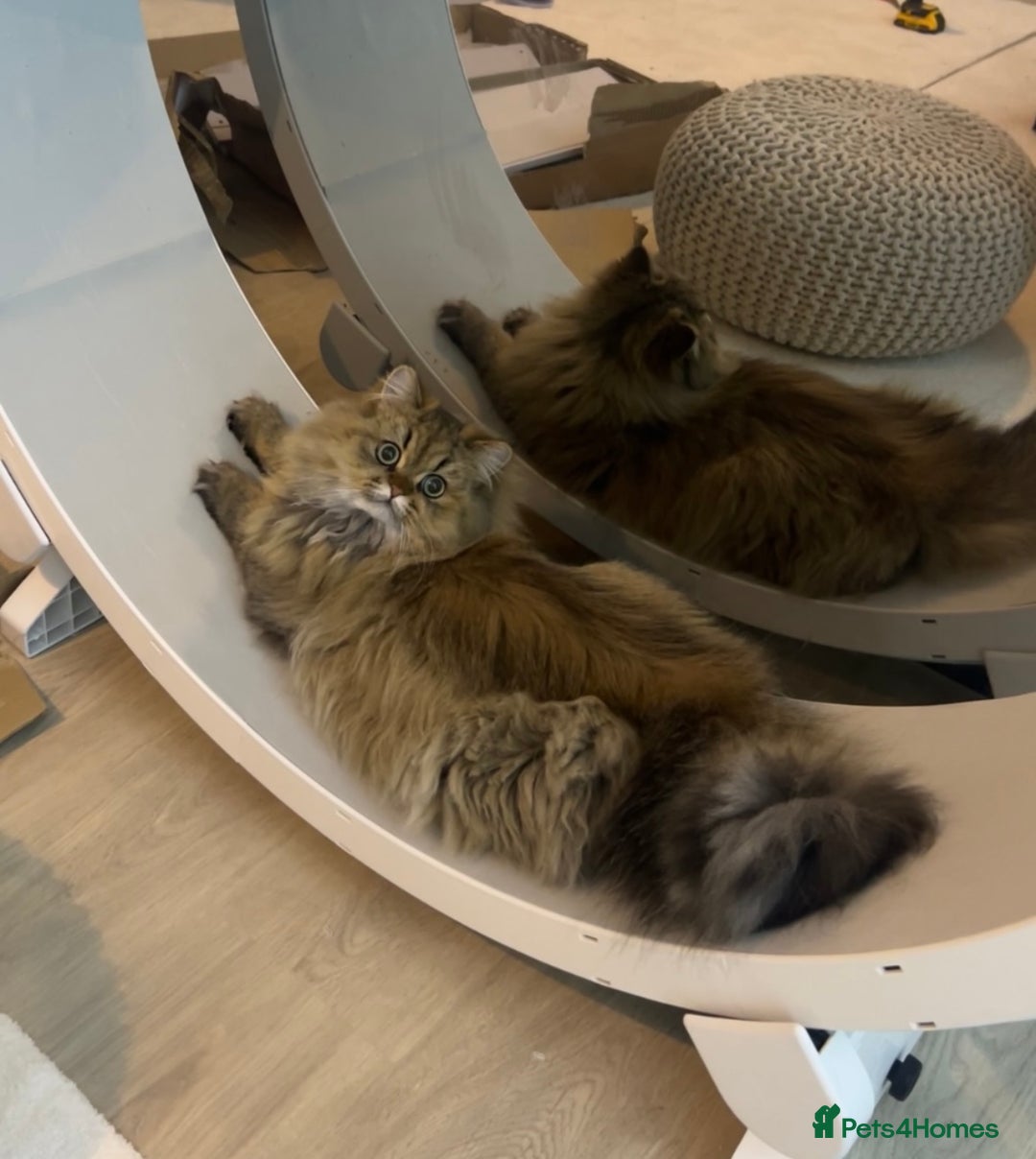 Persian cats for sale: GOLDEN PERSIAN BOY💎Looking for new home  - Image 4