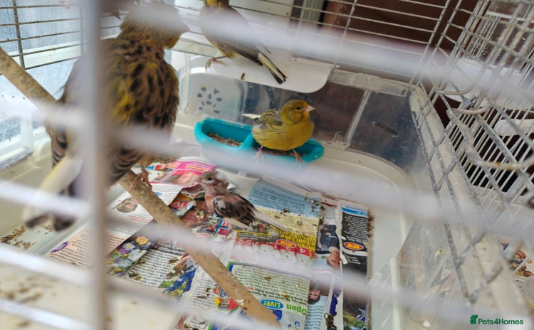 Canaries birds - Advert 2