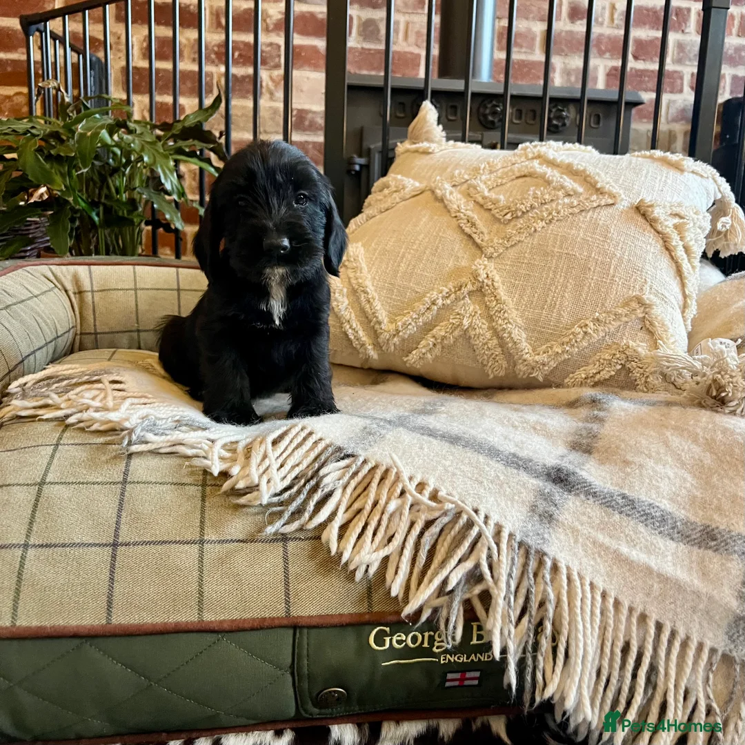 Mixed Breed dogs for sale: Brilliant Bold Working Cocker x Teckel Puppies! - Advert 9