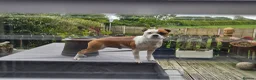 Staffordshire Bull Terrier dogs for stud: KC Registered Red Pied Stud  - Advert 6