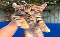 Keetso cats for sale: Stunning golden keetsos  - Image 35