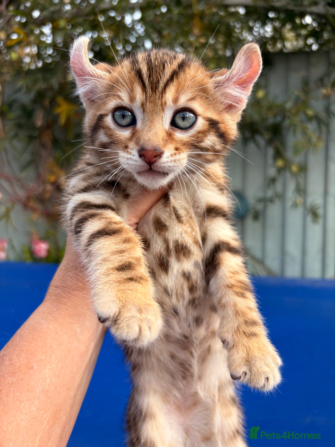Keetso cats for sale: Stunning golden keetsos  - Image 35