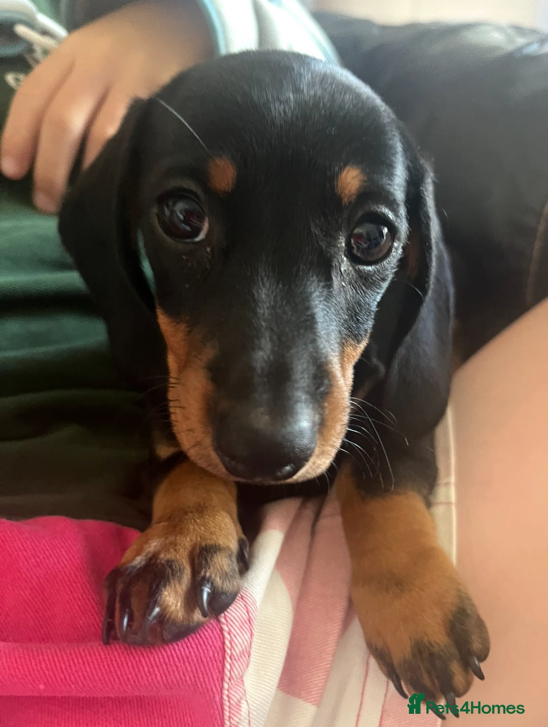 Dachshund dogs for sale: Mini dachshund  - Image 6