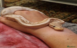 Python Snake reptiles for sale: Banana ball python  - Image 1