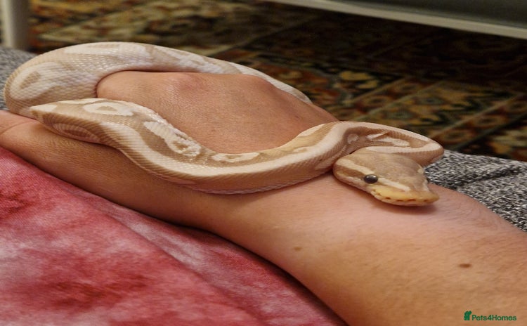 Python Snake reptiles - Advert 2
