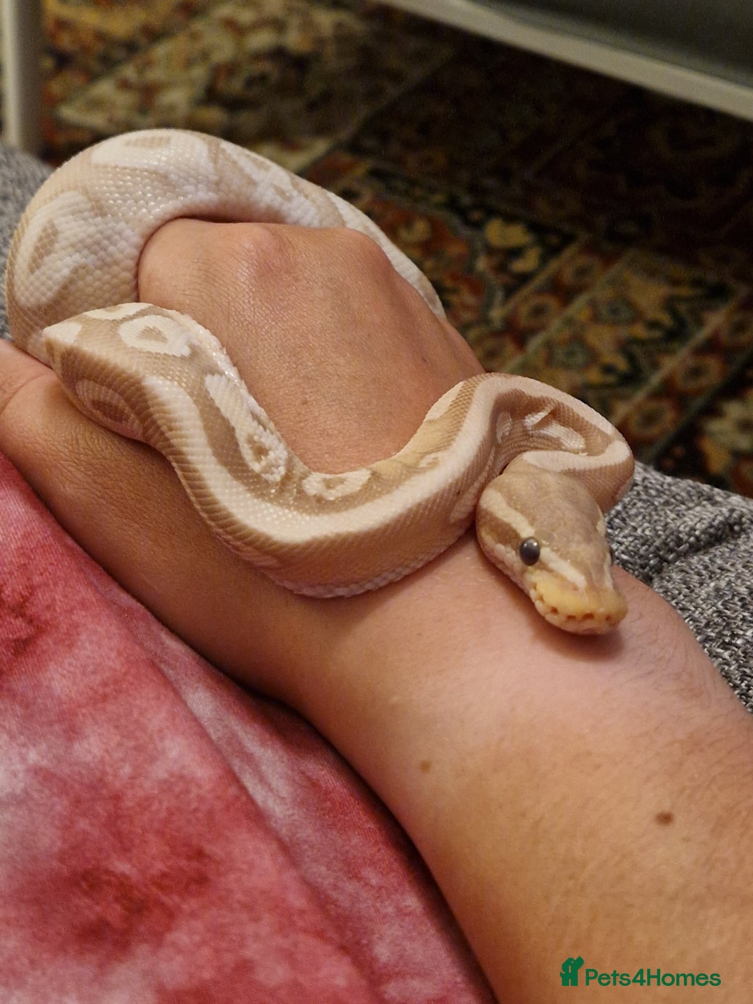 Python Snake reptiles for sale: Banana ball python  - Image 1