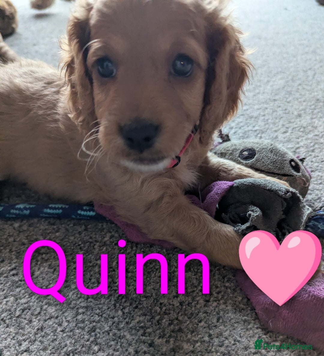 Cockapoo dogs for sale: 🐶 8 Gorgeous F2 Cockapoo Puppies – Ready Soon! 🏡 - Advert 6