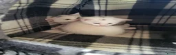 Mixed Breed cats for sale: 3 kittens For sale 2 boys one girl - Advert 4