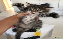 Bengal cats for sale: Kittens for sale!!  - Image 3