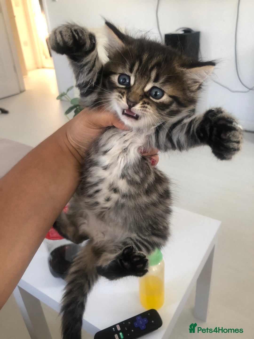 Bengal cats for sale: Kittens for sale!!  - Image 3