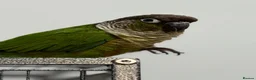 Conures birds for sale: Green Cheek Conure Looking for a Loving New Home❤️ in Sutton - Advert 3