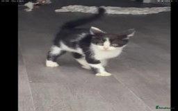 Maine Coon cats for sale: Maine coon kittens 3/4  - Image 2