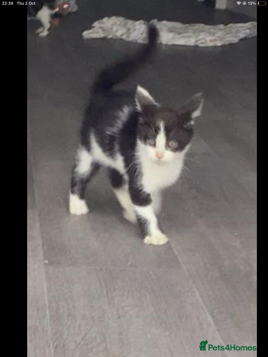 Maine Coon cats for sale: Maine coon kittens 3/4  - Image 2