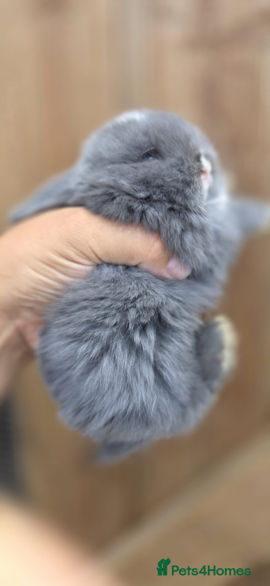 Mini Lop rabbits Mini Lops  - Advert 2