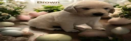 Golden Retriever dogs for sale: KC Golden retriever pups, fame & champion lines - Advert 25