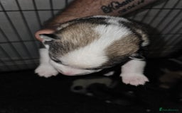 Siberian Husky dogs for sale: Siberian husky puppies  - Image 7