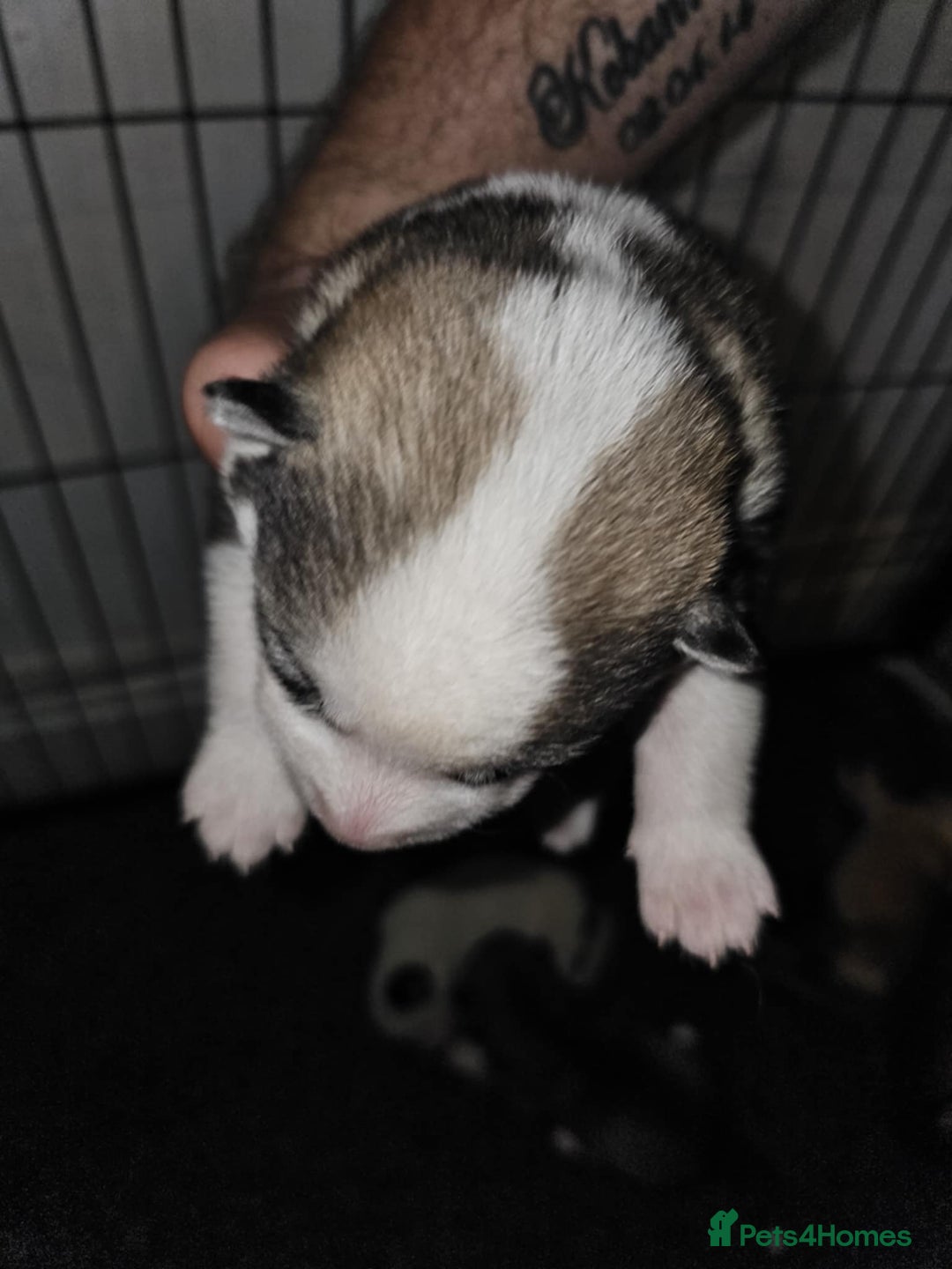 Siberian Husky dogs for sale: Siberian husky puppies  - Image 7