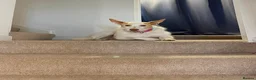 Ibizan Hound dogs for adoption: Vivian - gentle, sweet Podenco in Ayr - Advert 13