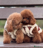 Toy Poodle dogs 🌟 Stunning Champagne Asian Toy Poodle Boy🌟 - Advert 1