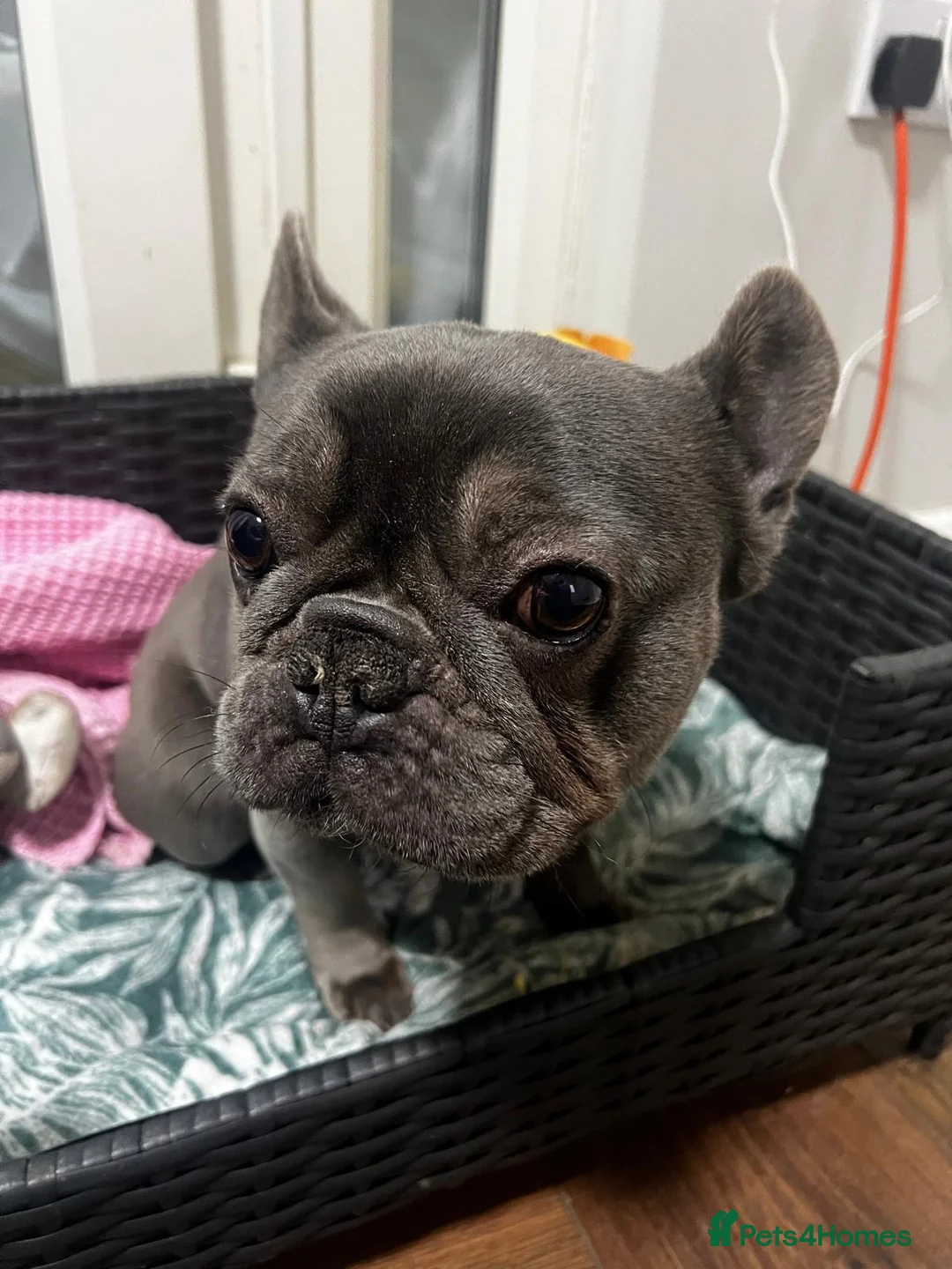French Bulldog dogs for sale: French BullDog in Coventry - Advert 7
