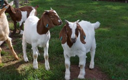 Goats livestock for sale: 2 Boer Wethers Looking For New Home - Image 1