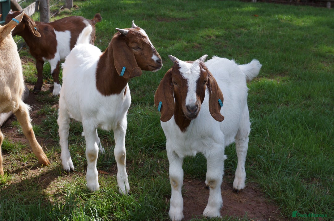 Goats livestock for sale: 2 Boer Wethers Looking For New Home - Image 1
