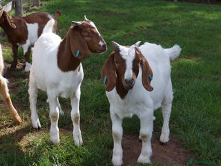 Goats livestock - Advert 7