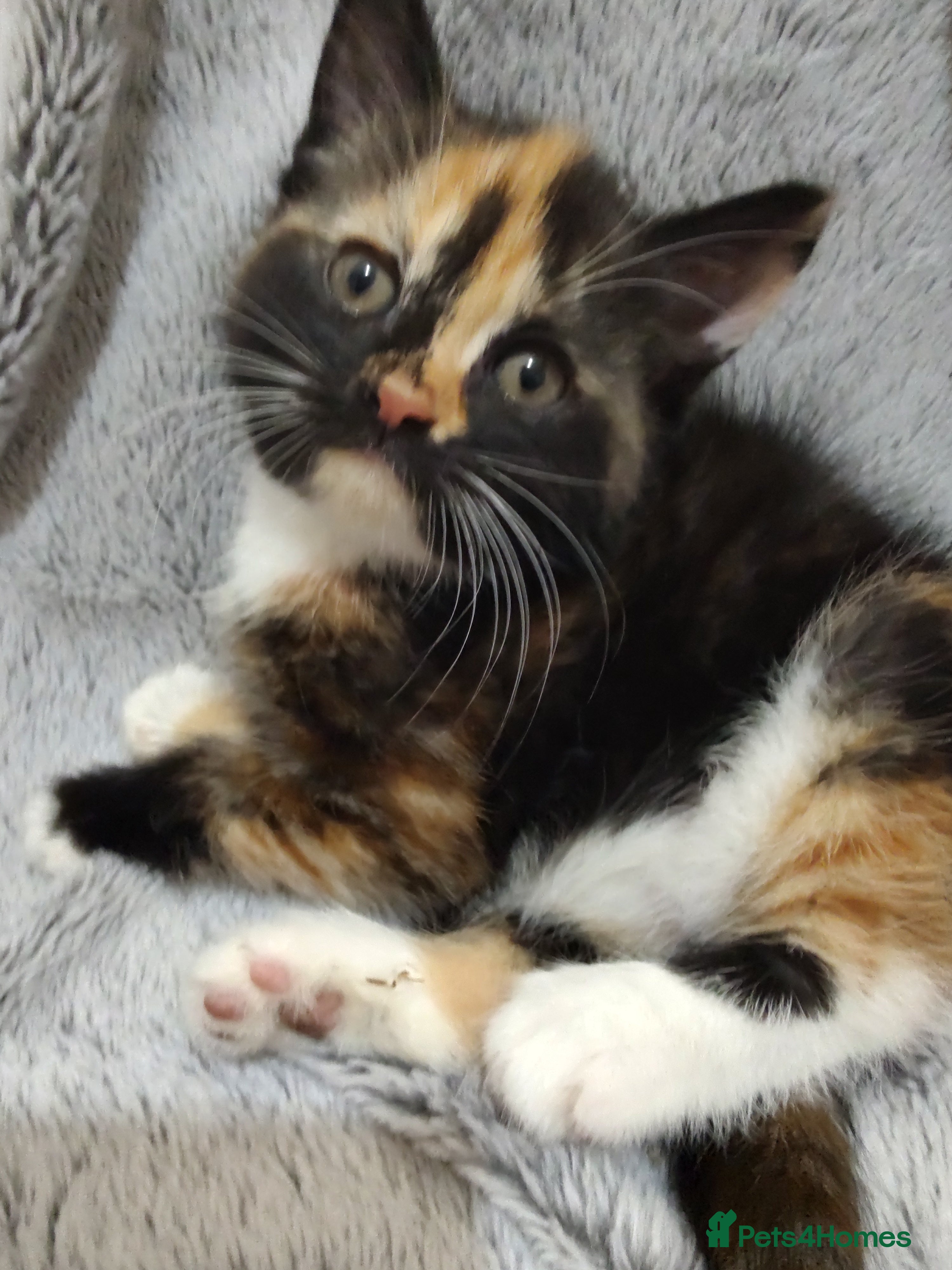 Mixed Breed cats Beautiful 2 litters of kittens available - Advert 2