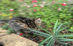 Bengal cats for sale: Bengal x Persian kittens - Image 17