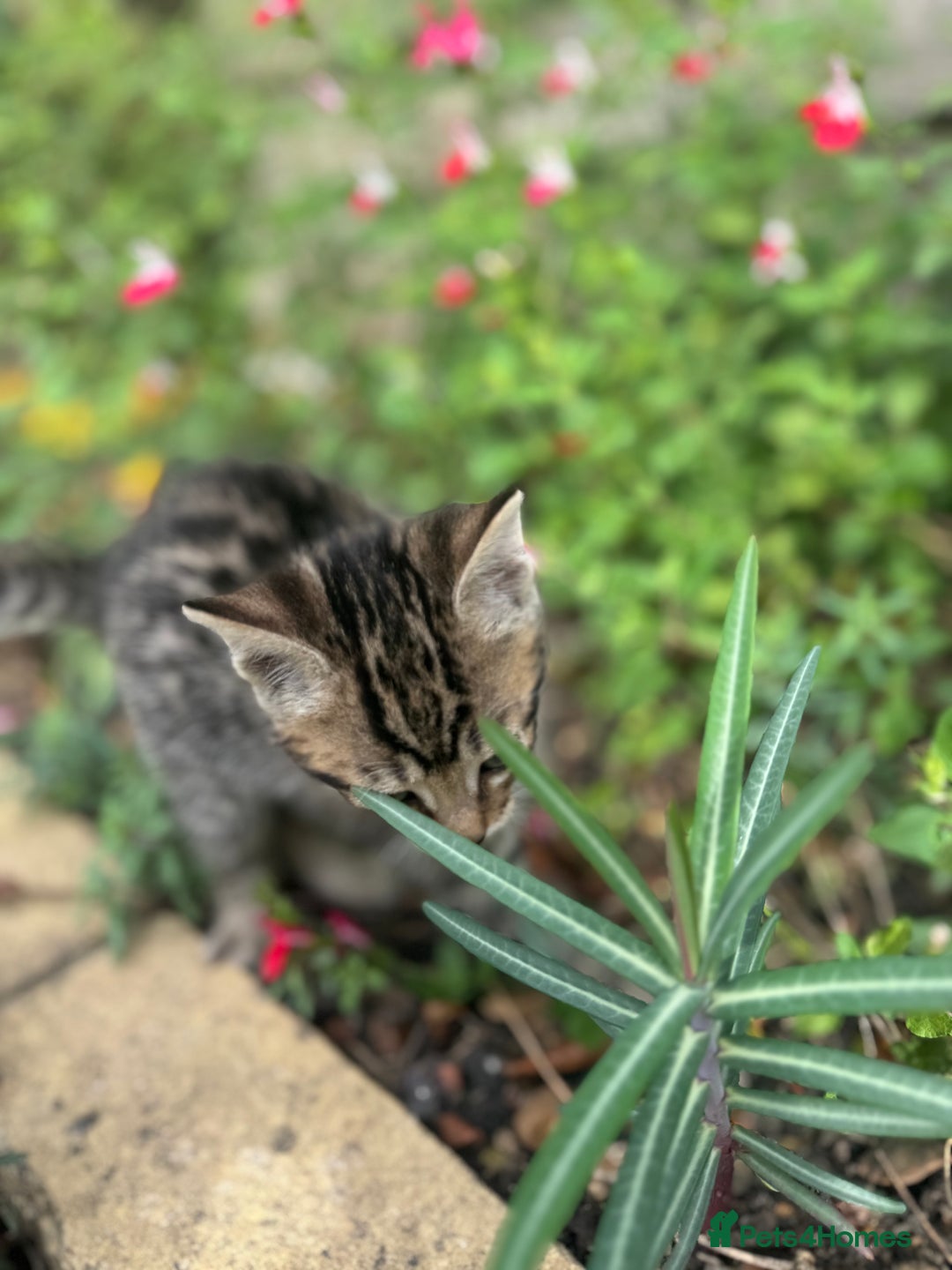Bengal cats for sale: Bengal x Persian kittens - Image 17