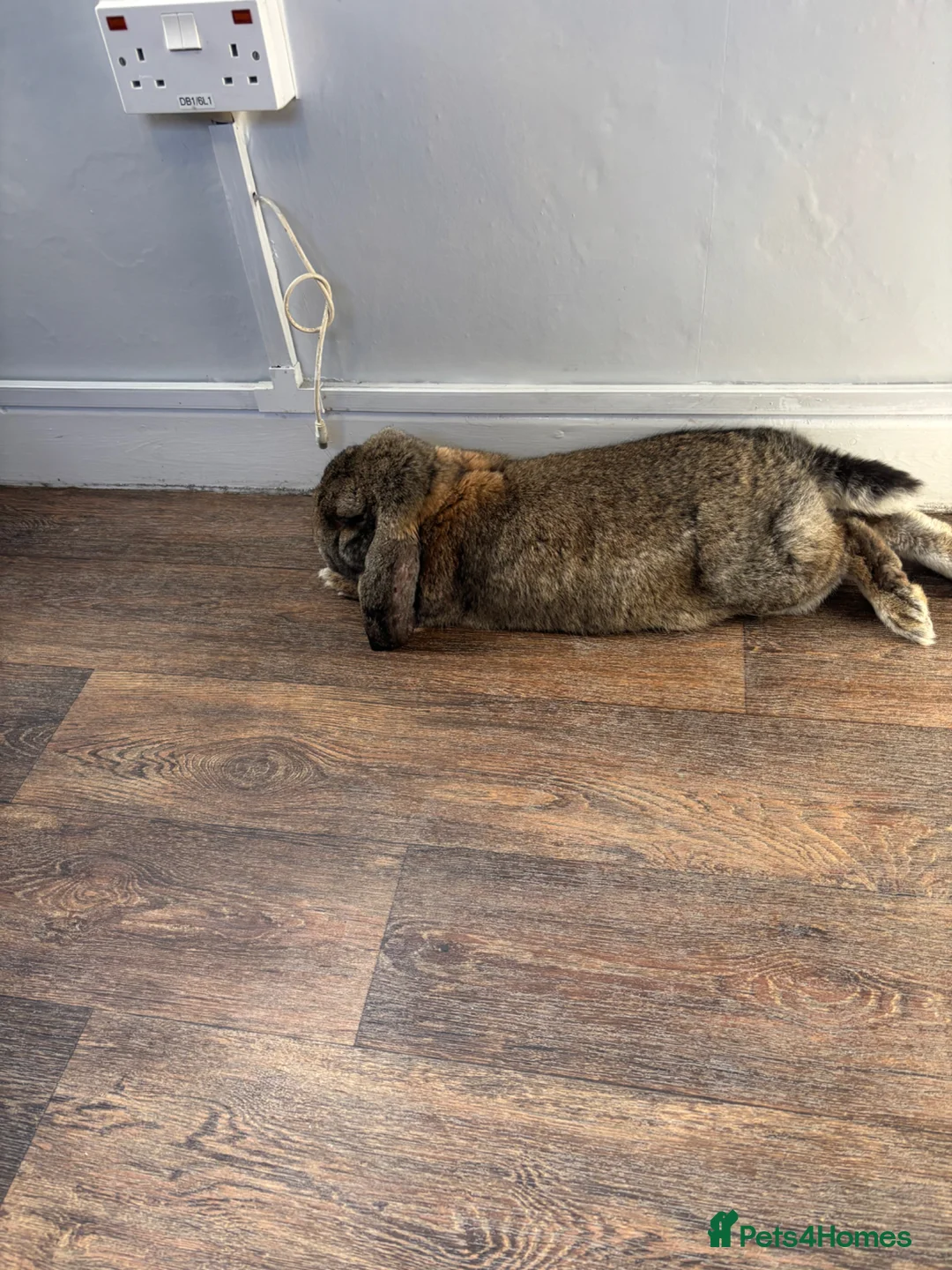 French Lop rabbits for sale: Giant French Lop - Advert 2