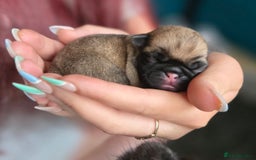 Pug dogs for sale: Chunky pug pups - Image 11