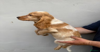 Cocker Spaniel dogs - Advert 4