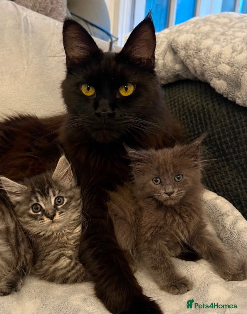 Maine Coon cats Maine coon kittens fluffy cuddly kittens - Advert 1