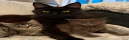 Maine Coon cats for sale: Maine coon kittens fluffy cuddly kittens - Advert 1