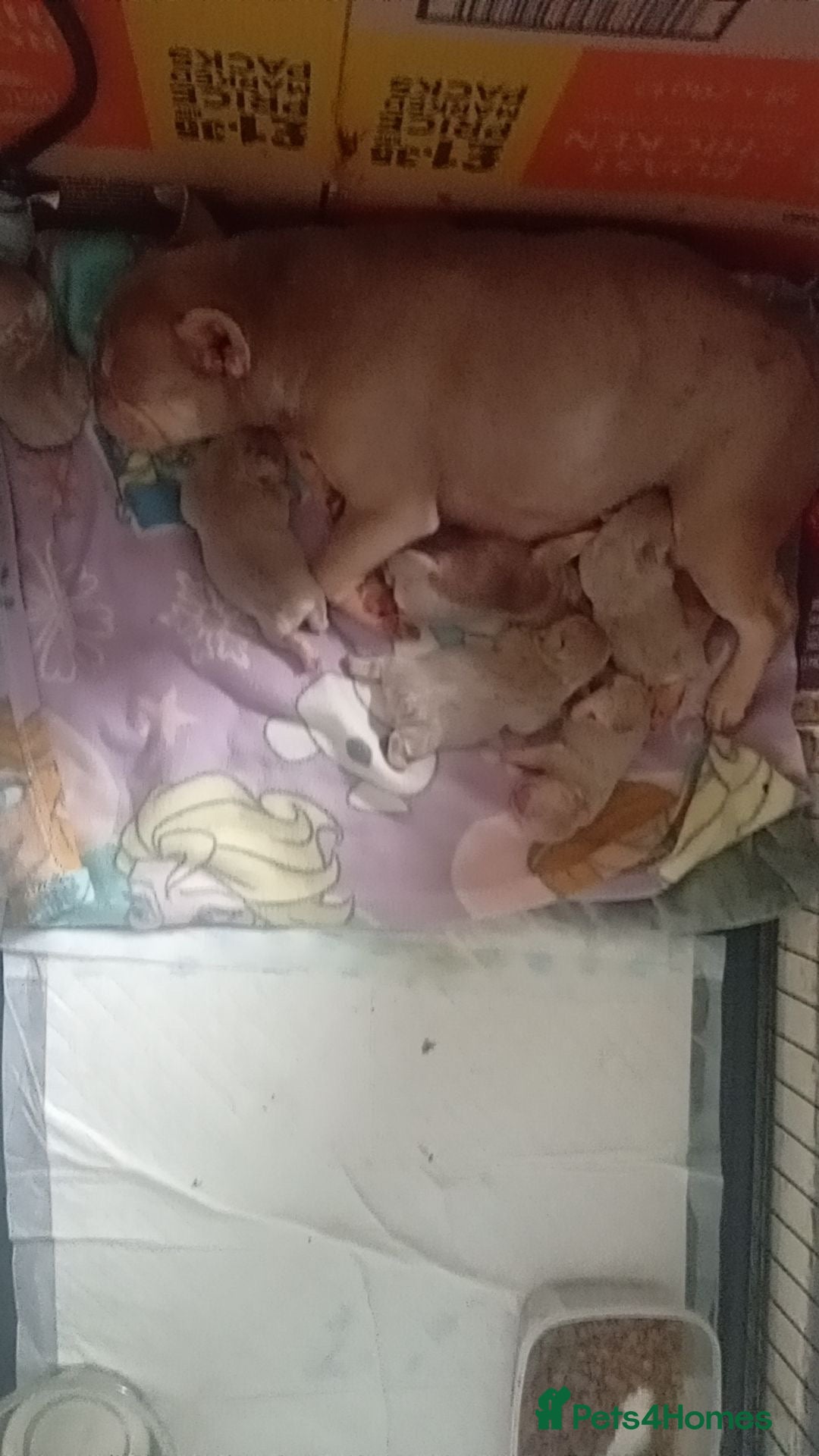 French Bulldog dogs for sale: 6 beautiful Isabella and tan  - Advert 4