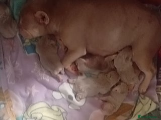 French Bulldog dogs 6 beautiful Isabella and tan - Advert 3