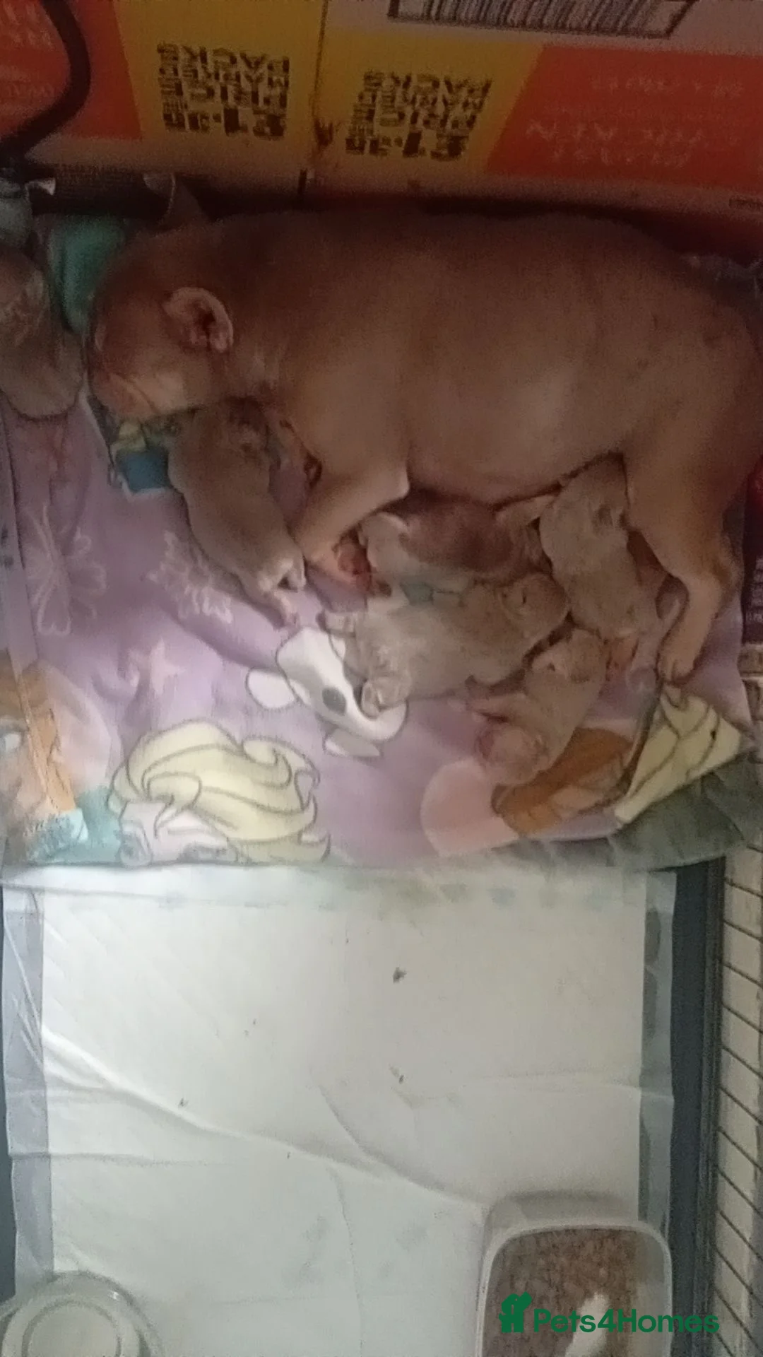 French Bulldog dogs for sale: 6 beautiful Isabella and tan  - Advert 1