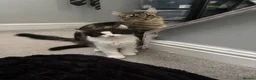 Mixed Breed cats for sale: 4 kittens for sale (2 black and white 2 tabby)  in Hull - Advert 3