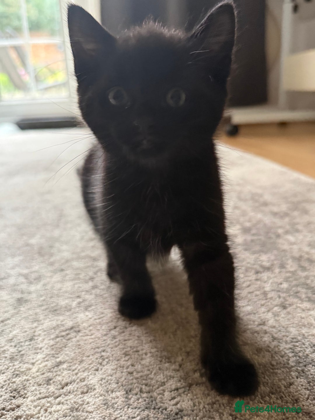 European cats for sale: Kittens looking for forever home - Image 5