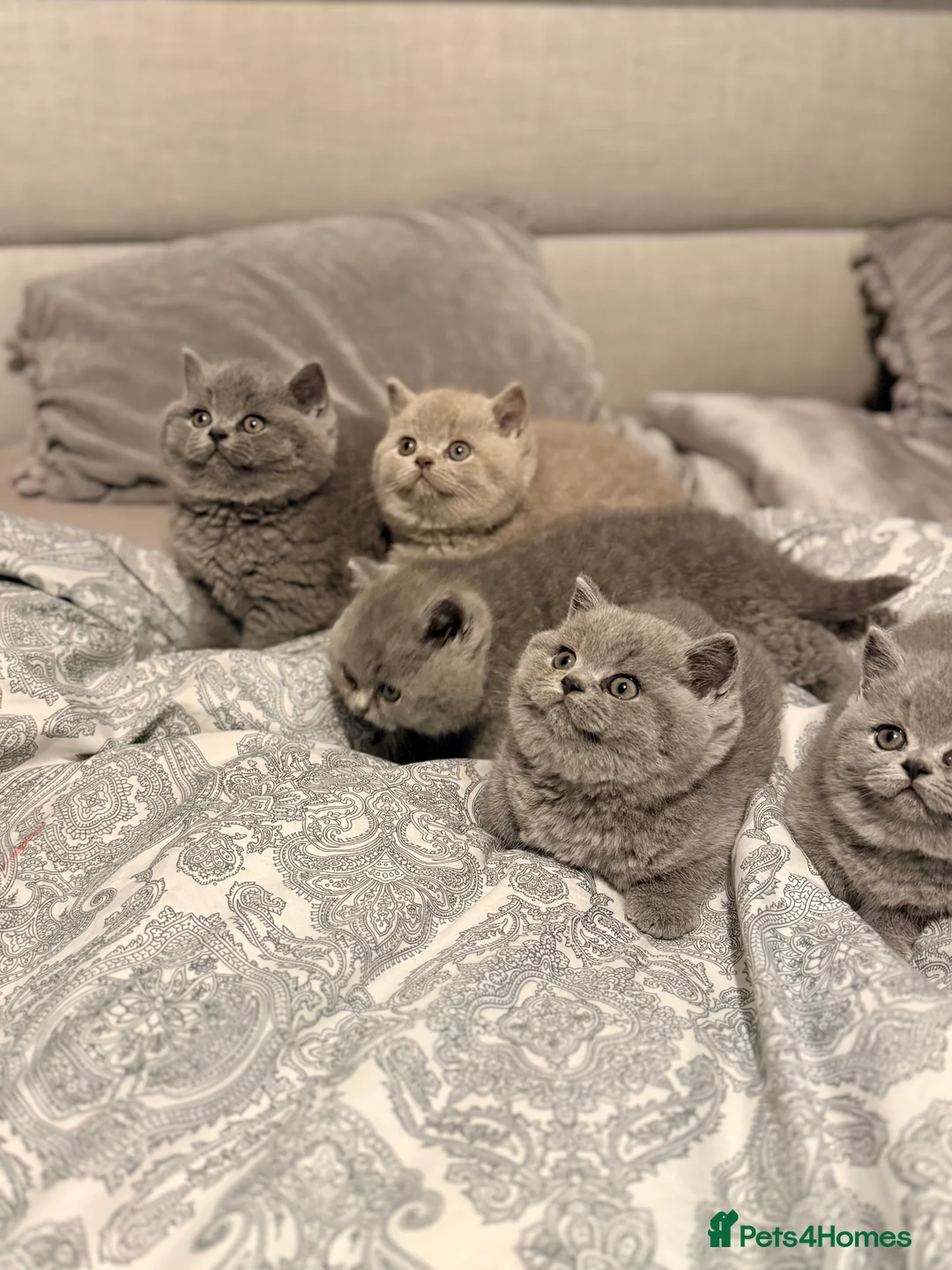 British Shorthair cats for sale: British Shorthair Kittens in Northolt - Advert 11