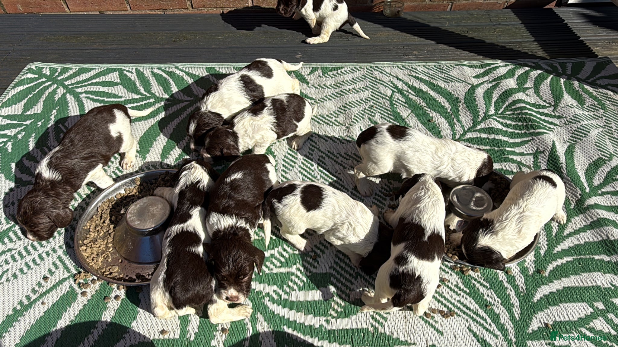 English Springer Spaniel dogs KC Registered Liver and White ESS Pups  - Advert 7