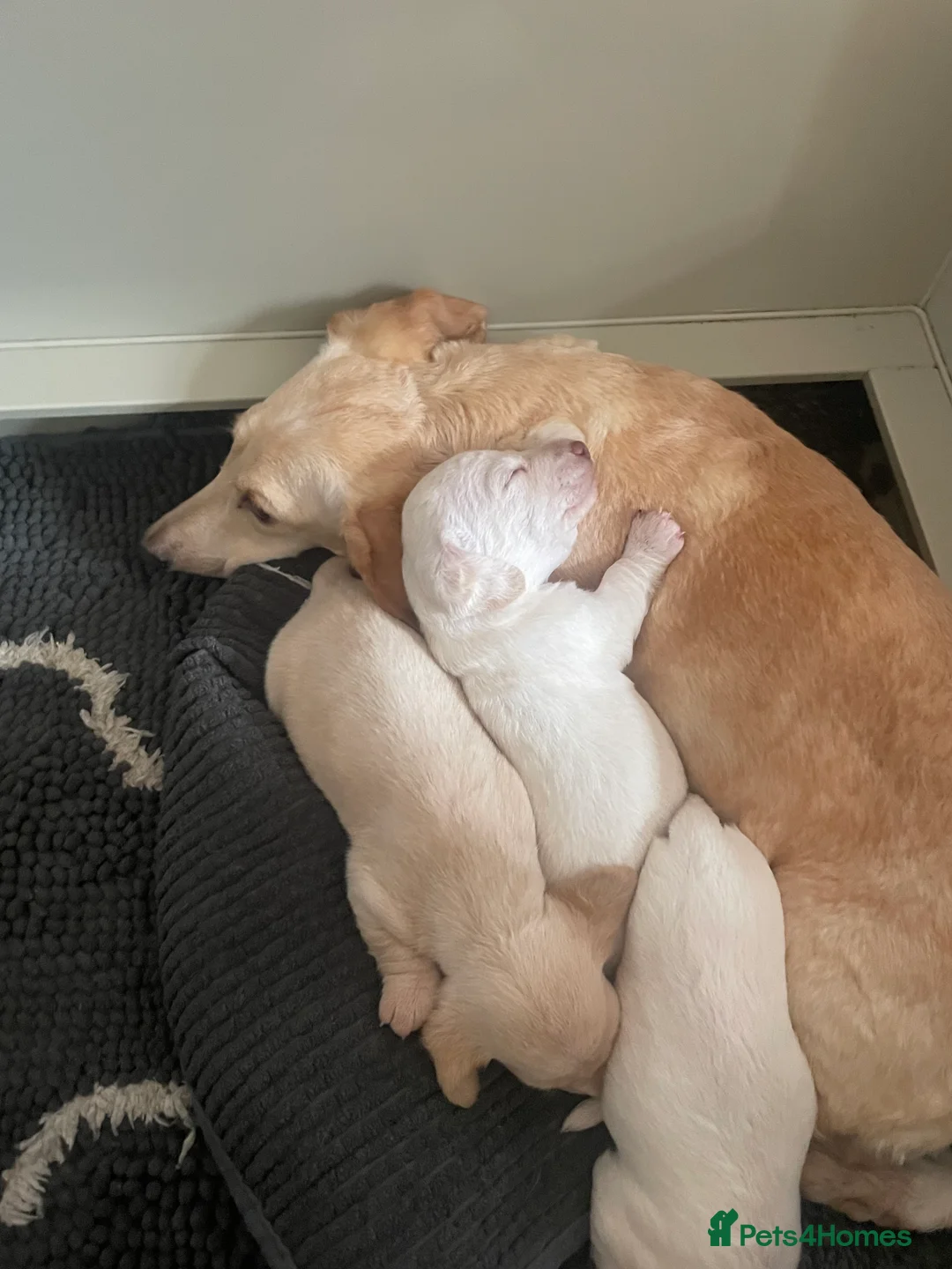 Dachshund dogs for sale: Beautiful litter of Dachshund puppies - Advert 6