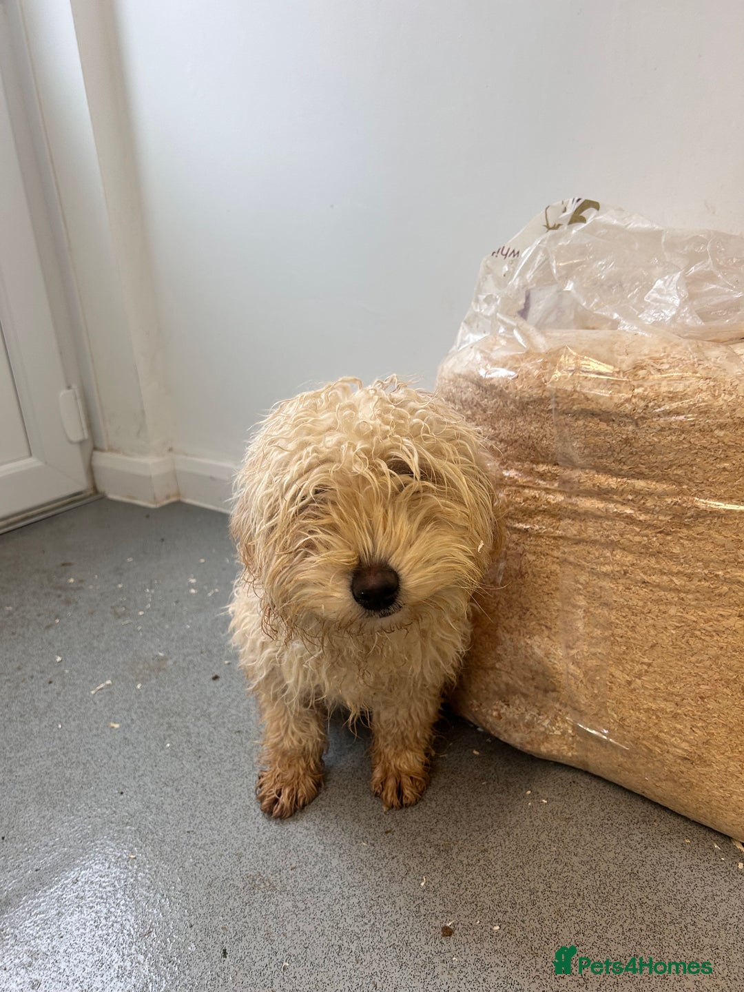 Labradoodle dogs for sale: F1 labradoodle puppies - Advert 4