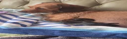 Mixed Breed dogs for sale: Shweenie puppies in Redcar - Advert 21