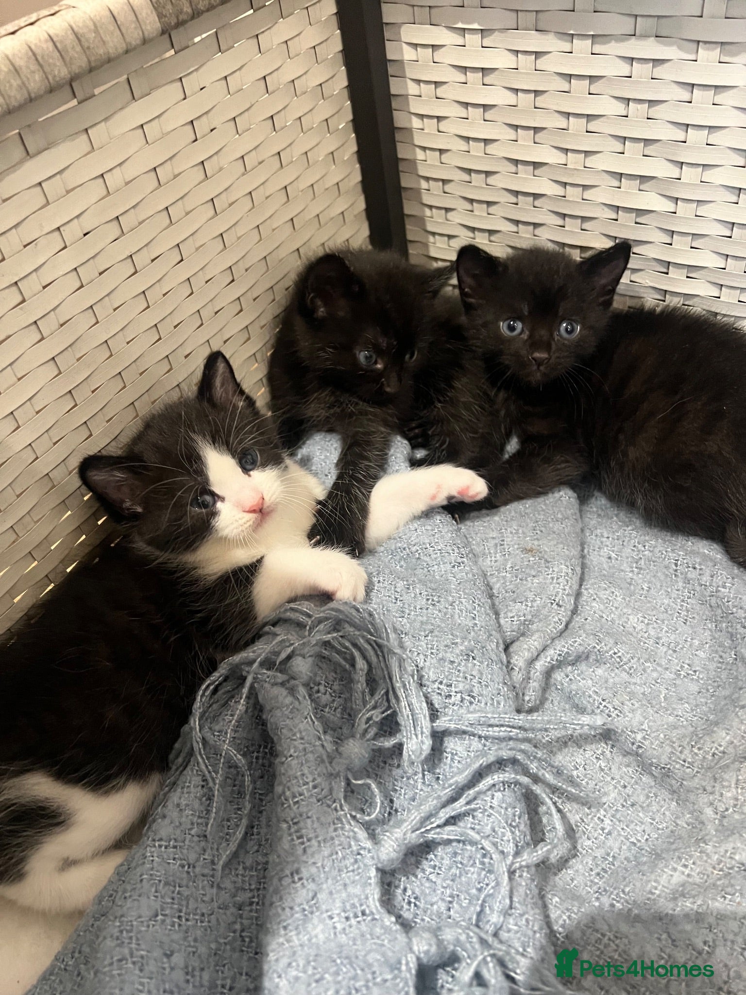 Mixed Breed cats 5 Gorgeous Kittens~Ready to be reserved  - Advert 13