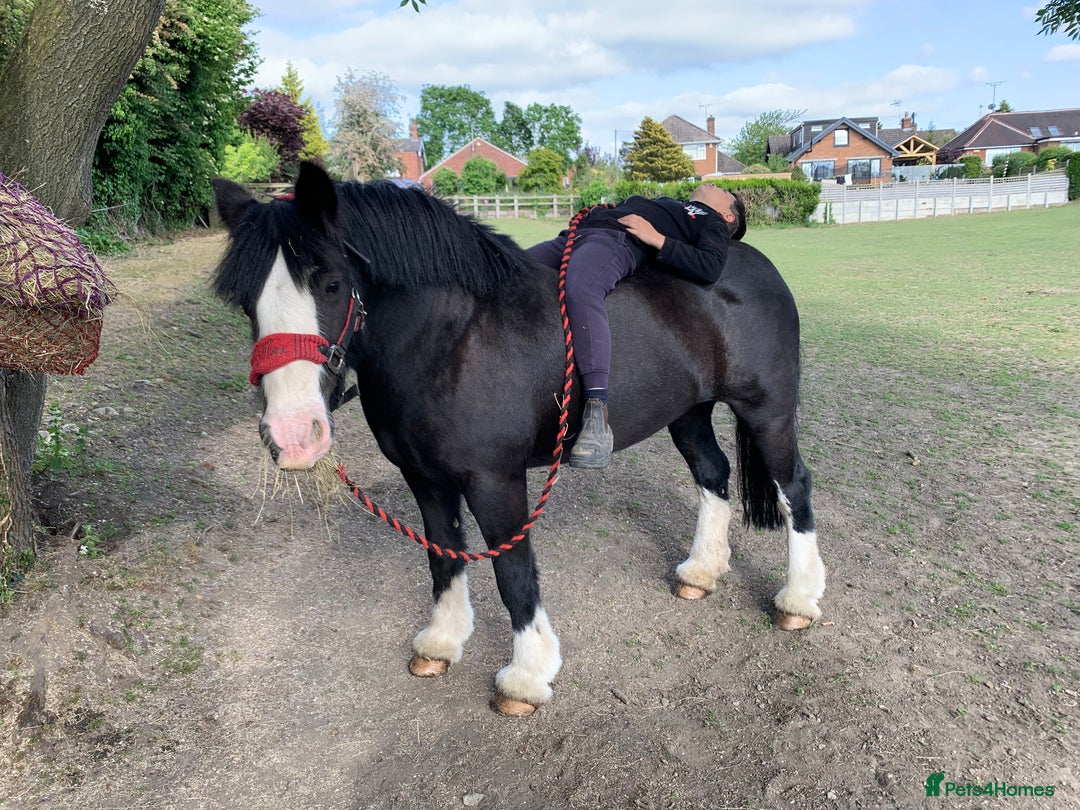 Irish Cob horses for sale: 13hh Super Safe Cob - Image 12