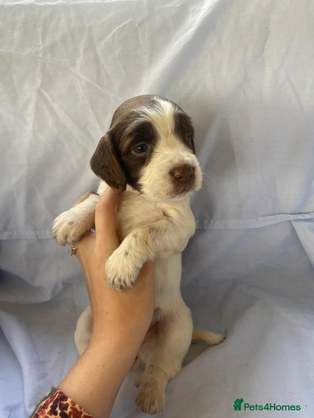 Cocker Spaniel dogs for sale: Working type Cocker Spaniel Puppies 🐶🐾  - Advert 10
