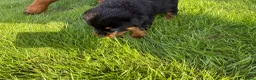 Rottweiler dogs for sale: 🏆🐾 5STAR BREEDERS🐾🏆KC REG girl and boys 💖💙 - Advert 30