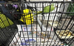 Parrots birds for sale: Parakeet parrot for sale - Image 2
